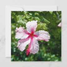 Hibiscus Tropical Flower Flower Greeday