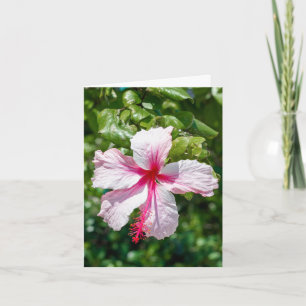 Tarjeta Hibiscus Tropical Flower Flower Greeday