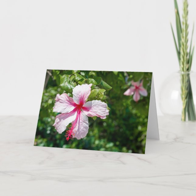 Tarjeta Hibiscus Tropical Flower Flower Greeday (Anverso)