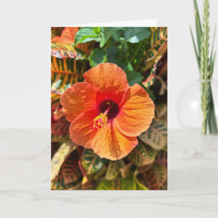Tarjeta Hibiscus y Croton