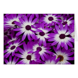 Tarjeta híbrida del Cineraria