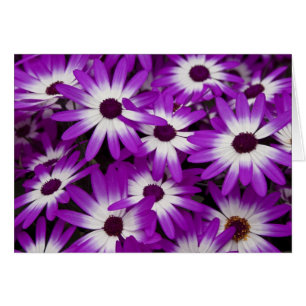 Tarjeta híbrida del Cineraria