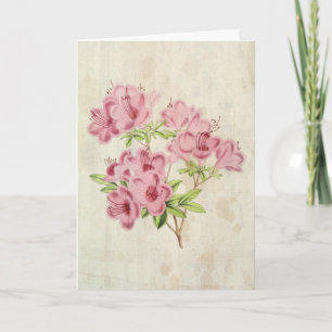 Tarjeta Híbrido de Azalea, una antídola del estadio botáni