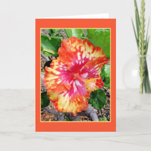 Tarjeta Híbrido hawaiano Hibiscus