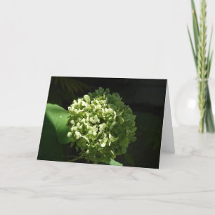 Tarjeta Hidrandgea Flower