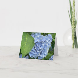 Tarjeta Hidrangea Azul (Hydrangea macrophylla)