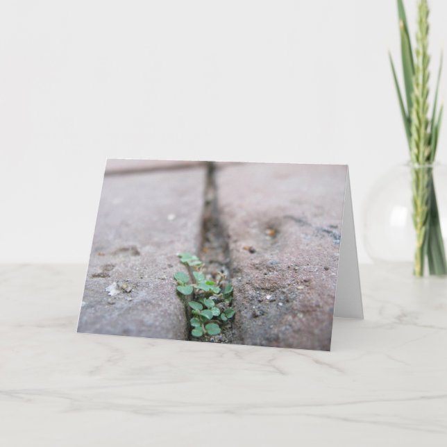 Tarjeta Hiedra de la grieta de Richard Dodd (Anverso)