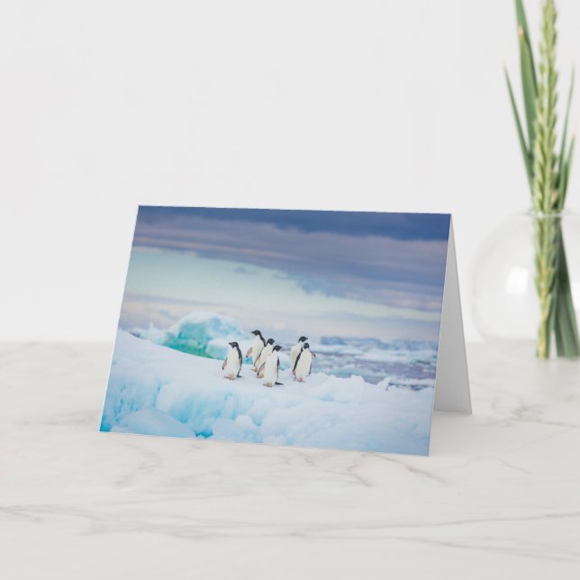 Tarjeta Hielo y nieve | Adelie Penguins Antártida (Anverso)