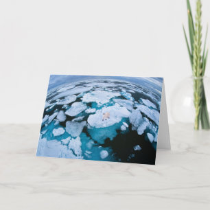 Tarjeta Hielo y nieve Oso Polar, Océano Ártico, Svalbard