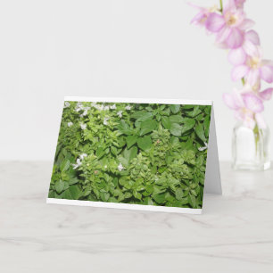 Tarjeta Hierba de la cuenca (Ocimum basilicum)