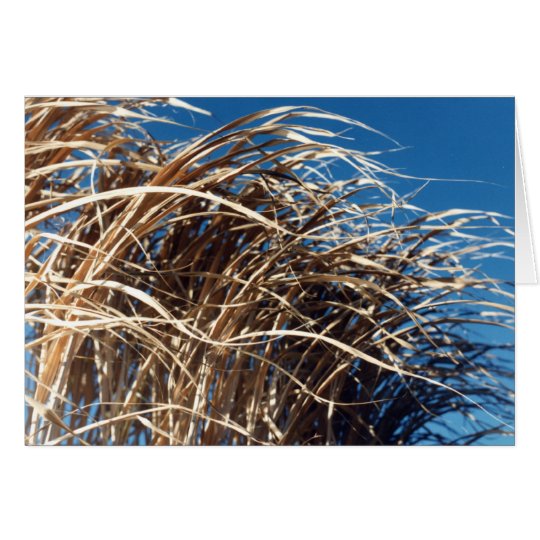 Tarjeta Hierba Windblown