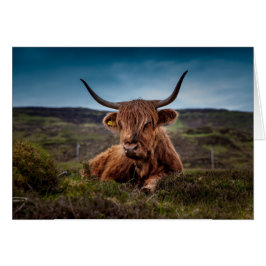 Tarjeta Highland Cow In Field Blank