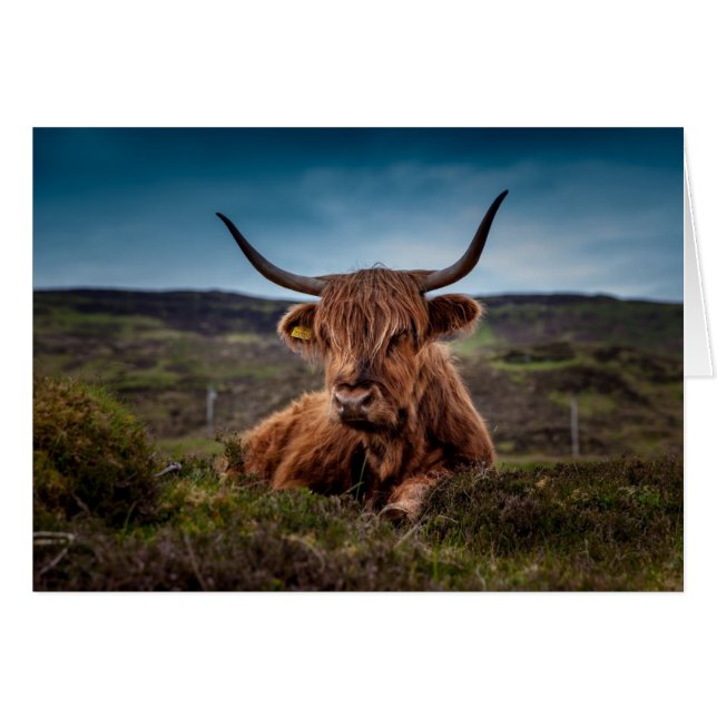 Tarjeta Highland Cow In Field Blank (Anverso (Horizontal))