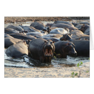 Tarjeta Hippo - en blanco