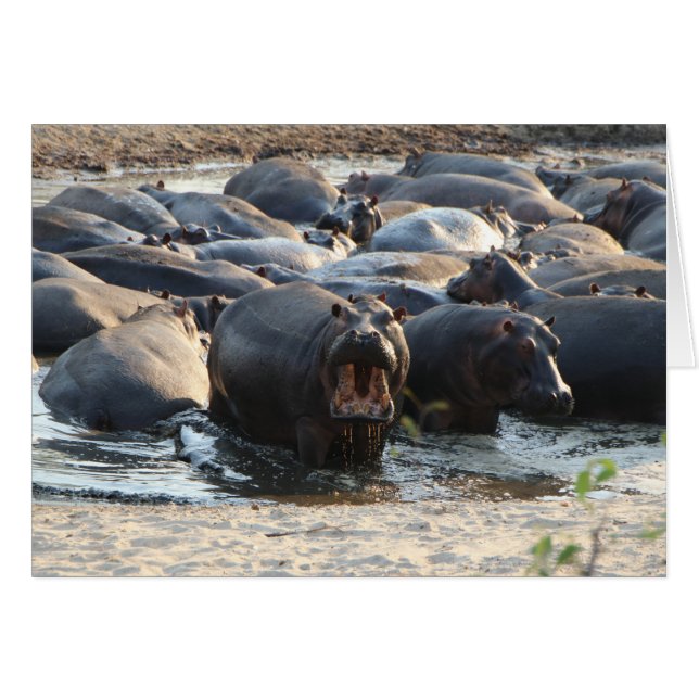 Tarjeta Hippo - en blanco (Anverso (Horizontal))