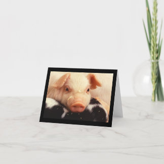 Tarjeta Hocico adorable de la cara del cerdo del