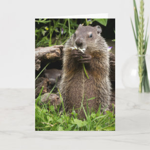 Tarjeta Hog de tierra agarrándose en una flor