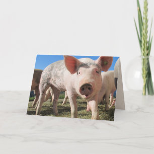 Tarjeta HOGS AND KISSES PIG LOVE Greeting Card