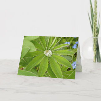 Tarjeta Hoja del altramuz después de la lluvia