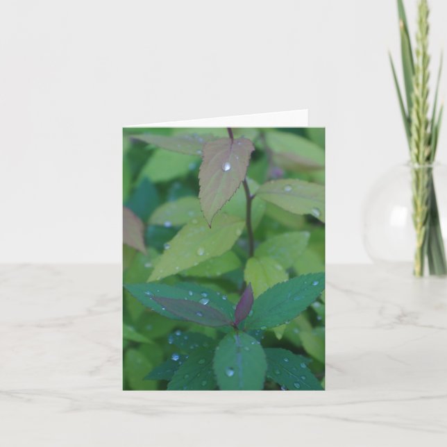 Tarjeta Hojas con dew (Anverso)