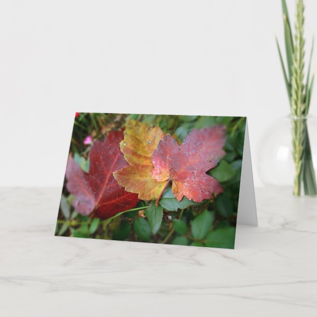 Tarjeta Hojas III (Anverso)