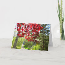 Hojas rojas y pasarela - Viñedo de Martha