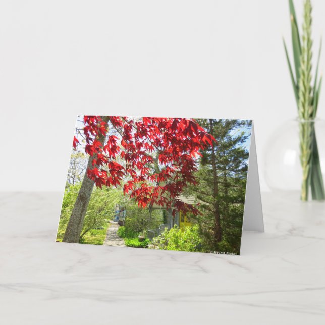 Tarjeta Hojas rojas y pasarela - Viñedo de Martha (Anverso)