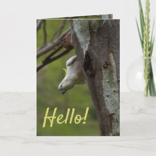 Tarjeta ¡Hola! Cockatoos en una Australia arbolada