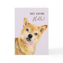 ¡Hola | Cute Shiba Inu Dog