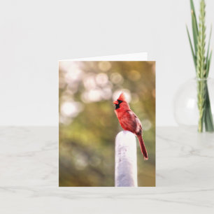 Tarjeta Hola de Cardinal Note Card