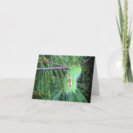 Tarjeta hola notecard de la oruga