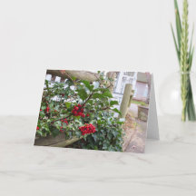 Holly Berries y Fence - Viñedo de Martha