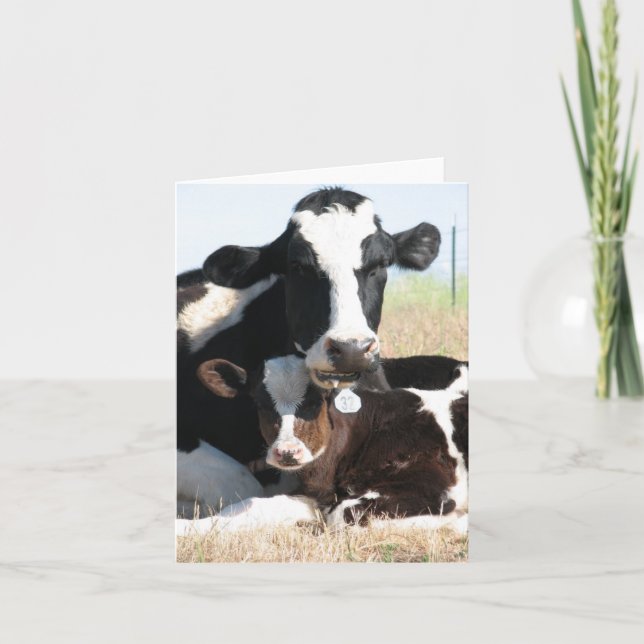 Tarjeta Holstein de vaca y ternera (Anverso)
