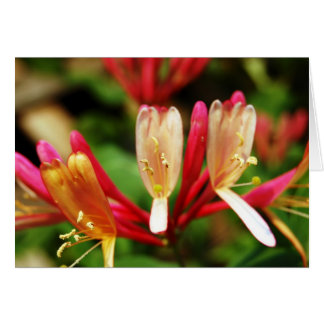 Tarjeta Honeysuckle