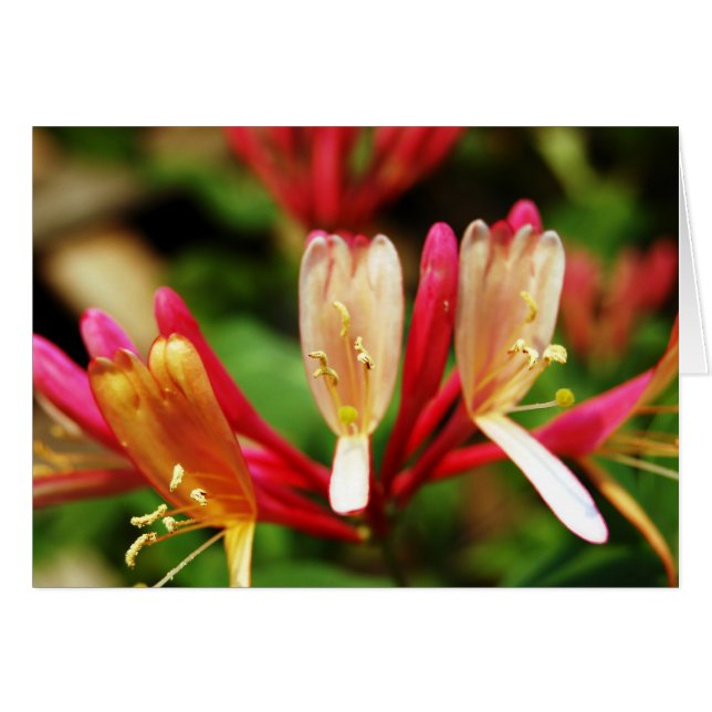 Tarjeta Honeysuckle (Anverso (Horizontal))