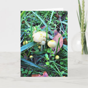 Tarjeta Hongos Amarillos Cutos, Oregón