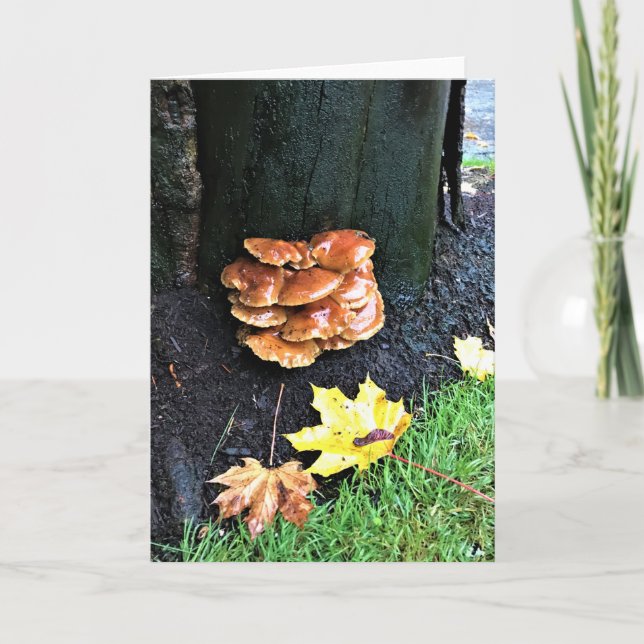 Tarjeta Hongos en un árbol, Oregón (Anverso)
