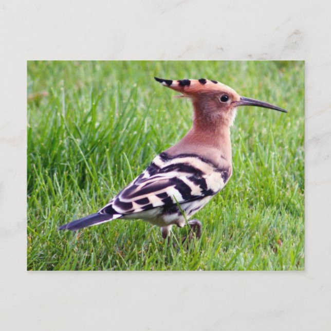 Tarjeta Hoopoe (Anverso)