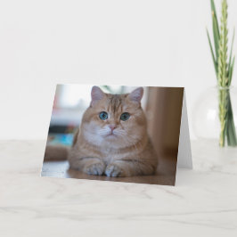 Tarjeta Hosico