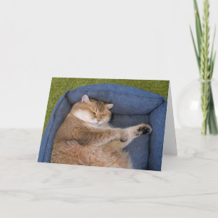 Tarjeta Hosico está durmiendo