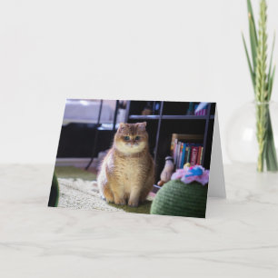 Tarjeta Hosico está mirando