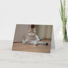 Tarjeta Hosico está sentado en el suelo