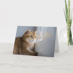 Tarjeta Hosico mira por la ventana