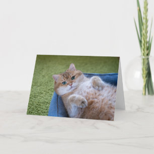Tarjeta Hosico te está mirando