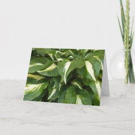 Tarjeta Hosta Leaves
