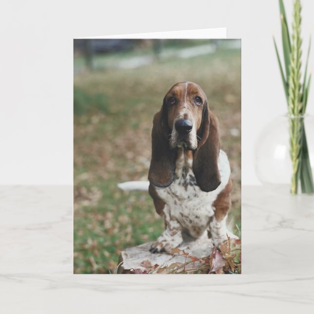 Tarjeta Hound Basset (Anverso)