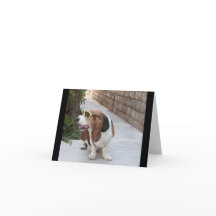 Hound Basset con gafas de sol