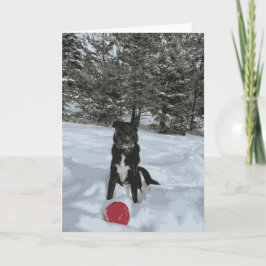 Tarjeta Huky Lab Perro sentado en la nieve Árboles cubiert