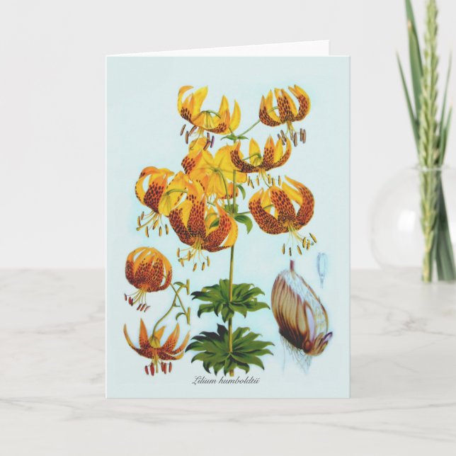 Tarjeta Humboldtii del Lilium (Anverso)