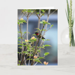 TARJETA HUMMING BIRD ON DOGWOOD TREE